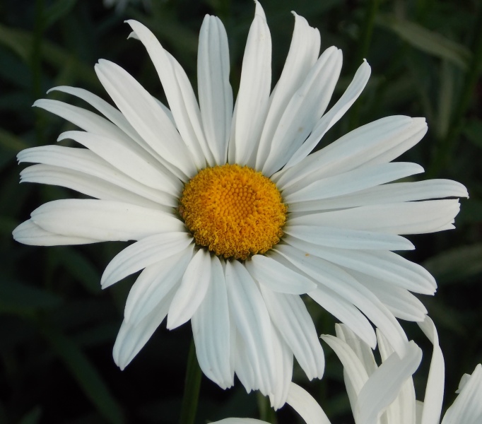 �������̖݂�