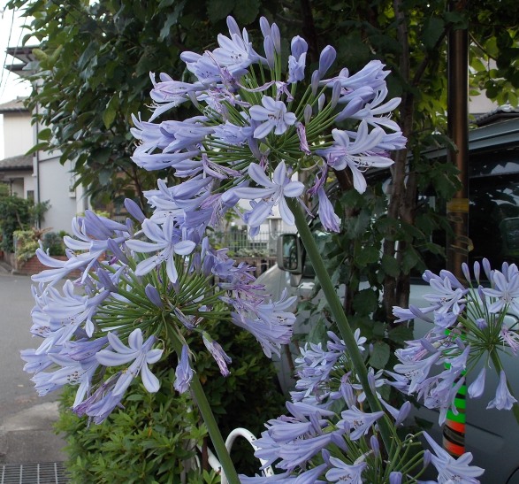 �������̖݂�