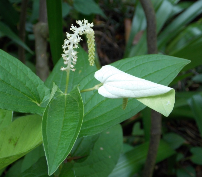 �������̖݂�