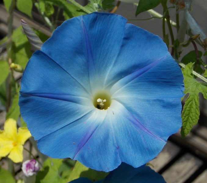 �������̖݂�