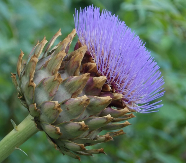 �������̖݂�