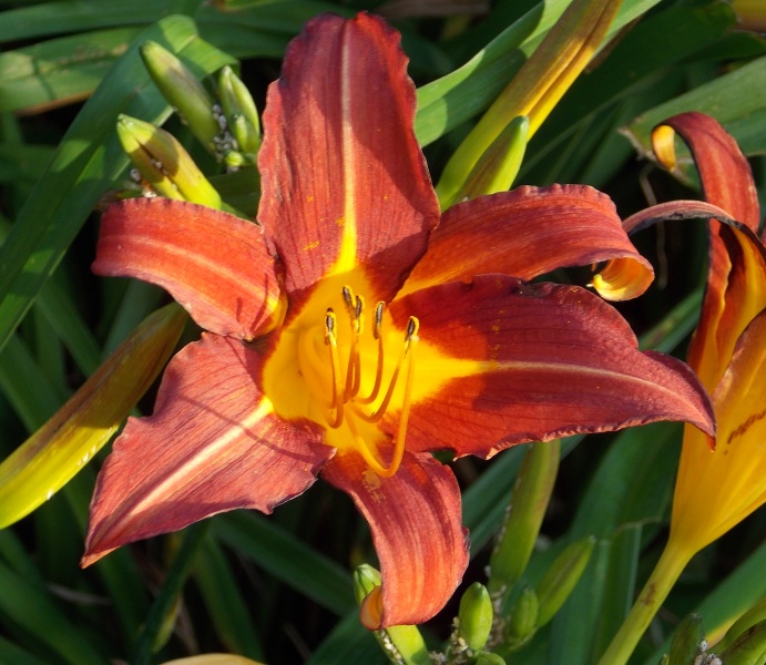 �������̖݂�