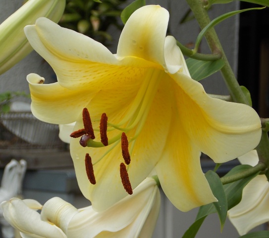 �������̖݂�