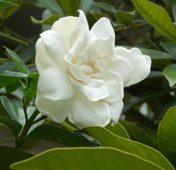 �������̖݂�