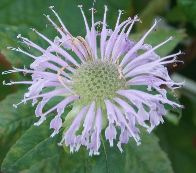 �������̖݂�