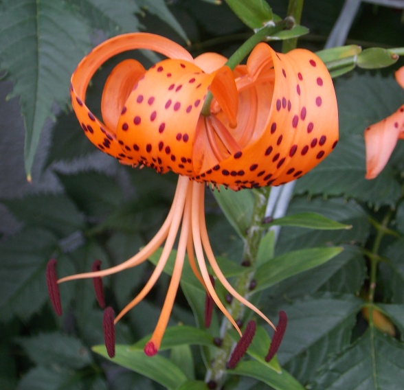 �������̖݂�