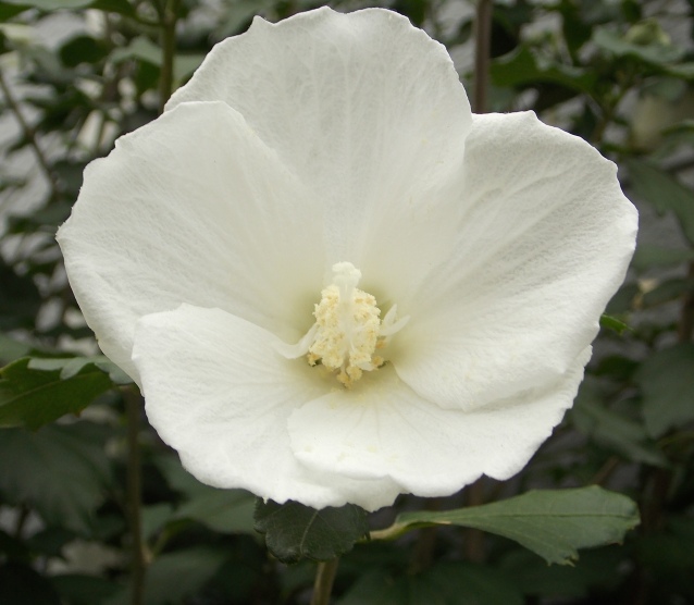 �������̖݂�