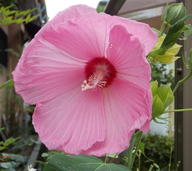 �������̖݂�