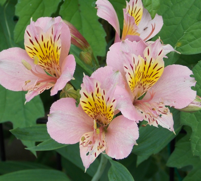 �������̖݂�