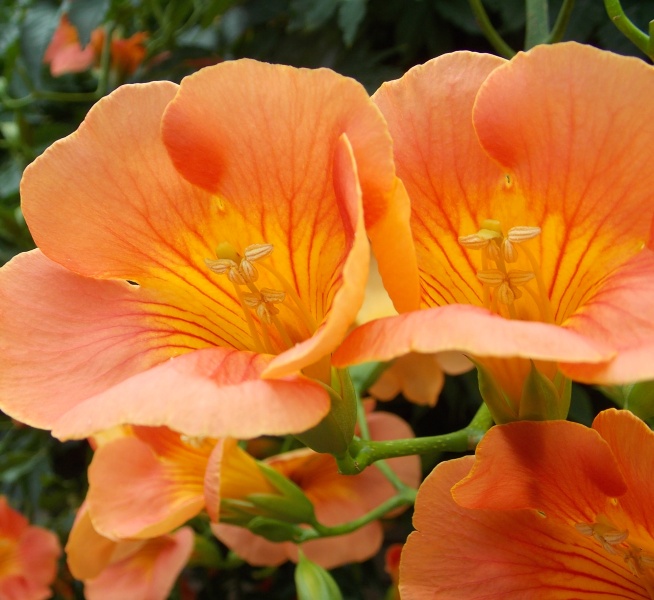 �������̖݂�