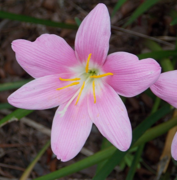 �������̖݂�