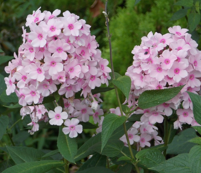 �������̖݂�