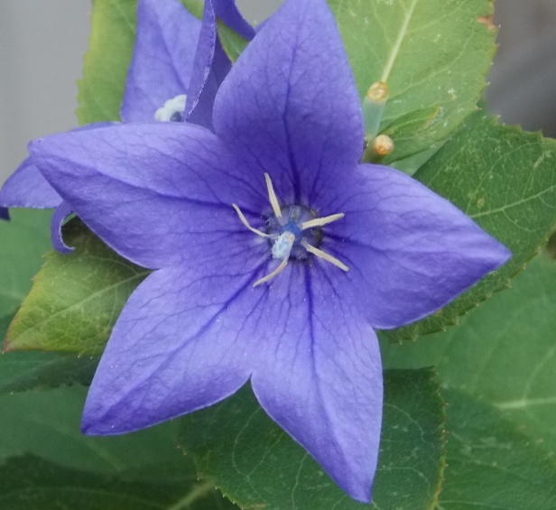 �������̖݂�