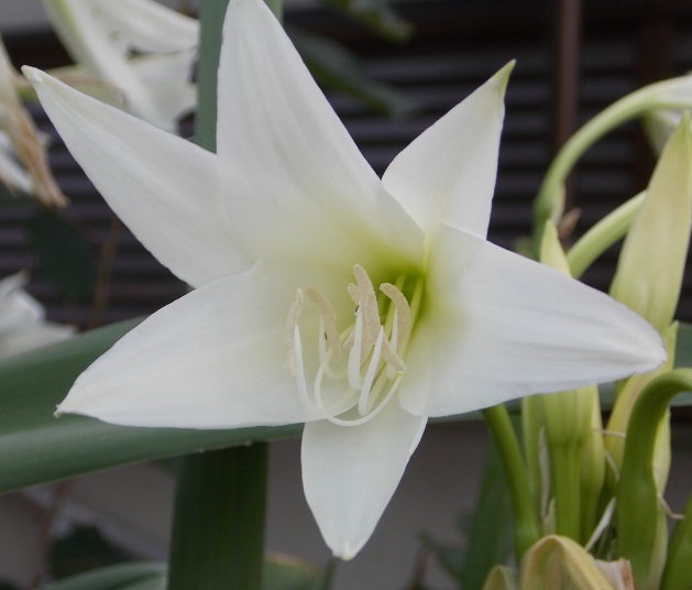 �������̖݂�