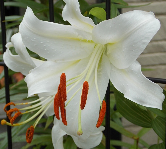 �������̖݂�