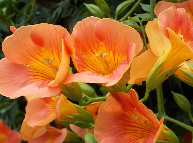 �������̖݂�