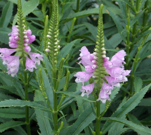 �������̖݂�