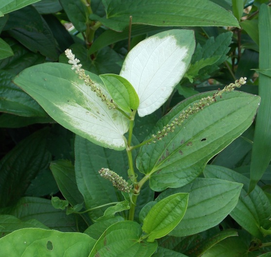 �������̖݂�