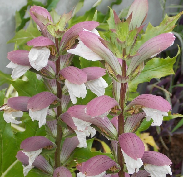 �������̖݂�