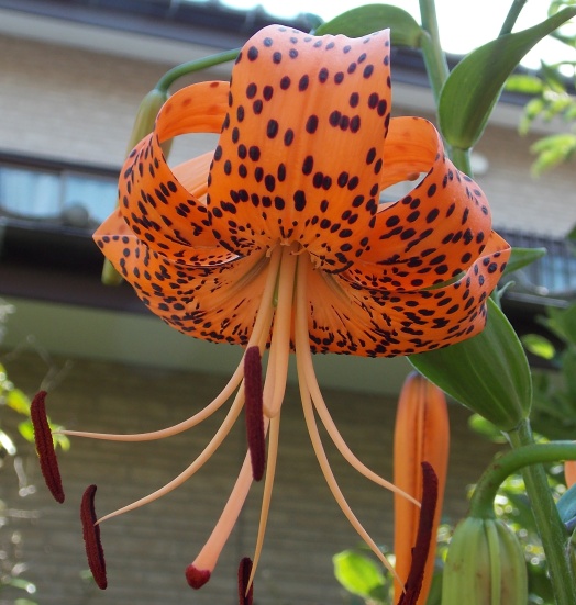 �������̖݂�