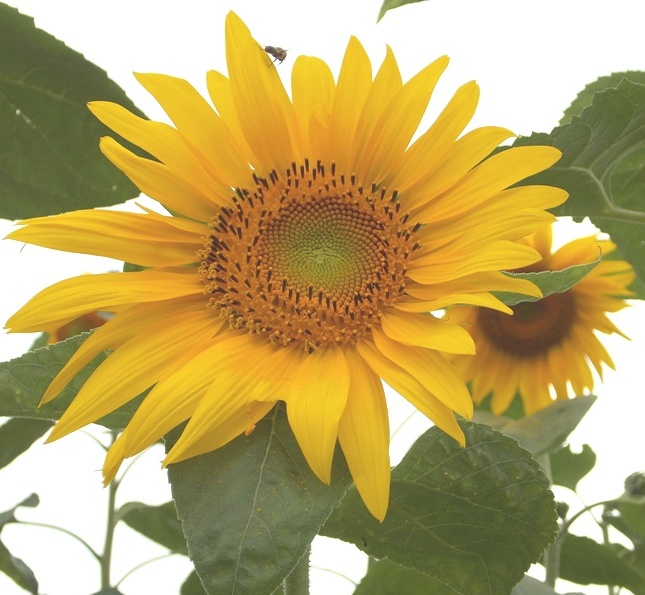 �������̖݂�