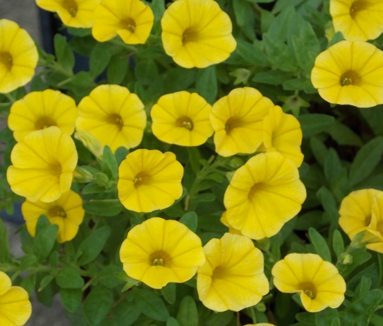 �������̖݂�