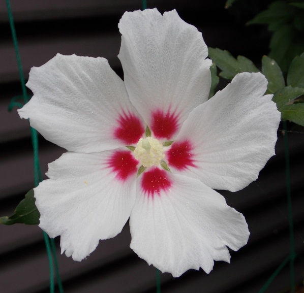 �������̖݂�