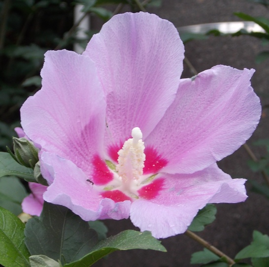 �������̖݂�