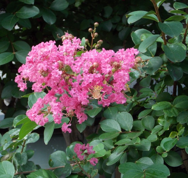 �������̖݂�