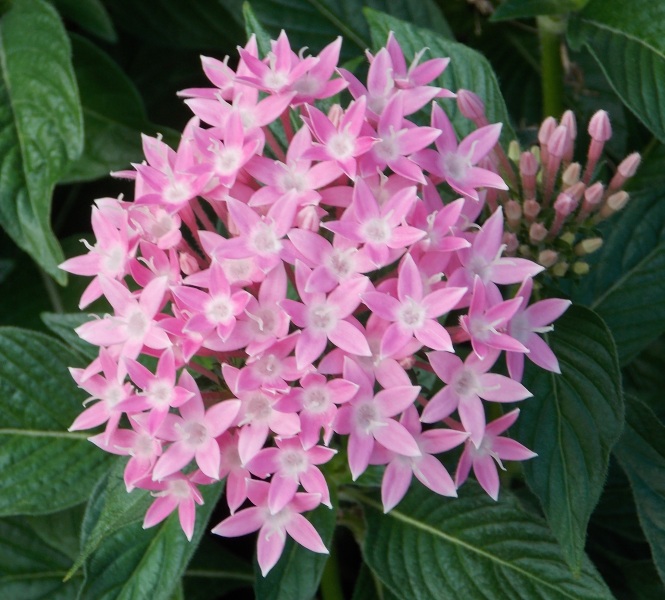 �������̖݂�