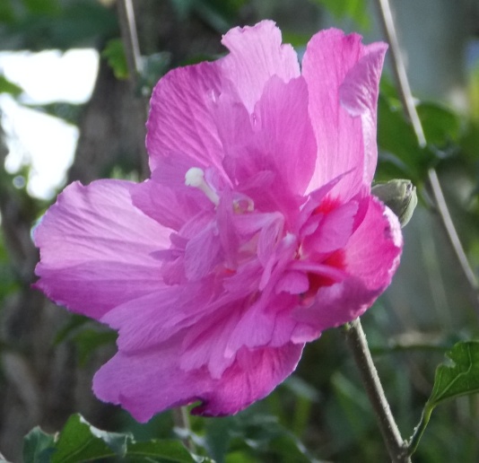 �������̖݂�