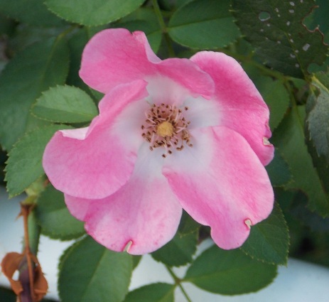 �������̖݂�