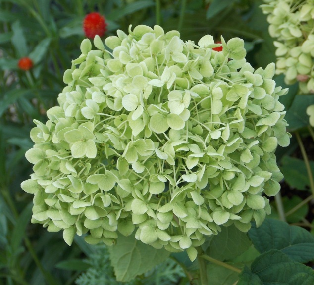 �������̖݂�