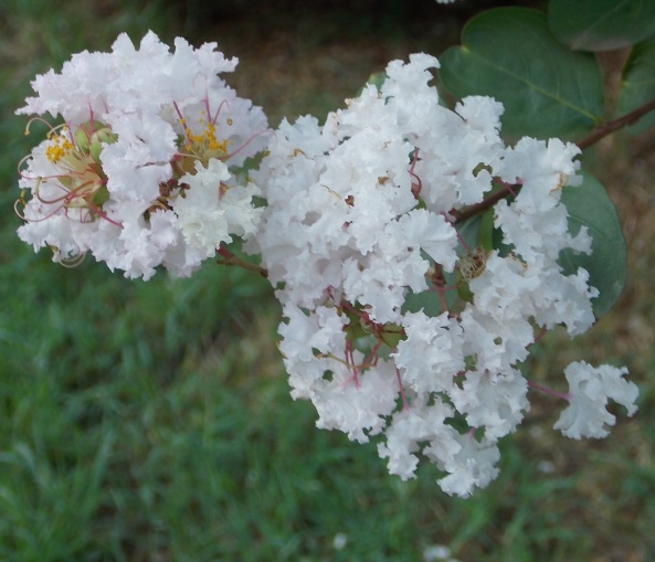 �������̖݂�