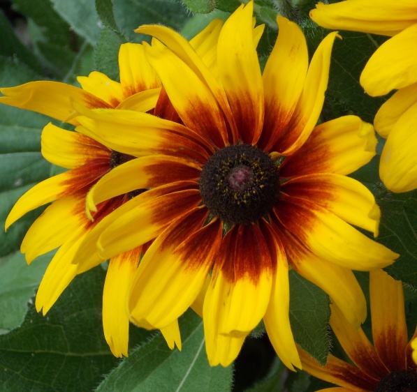 �������̖݂�