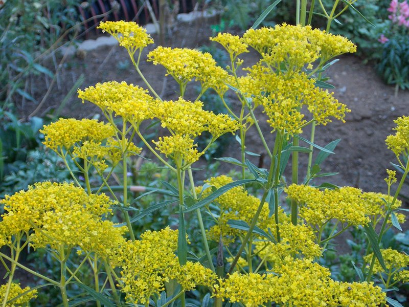 �������̖݂�