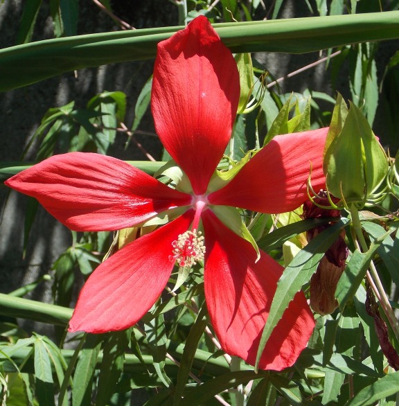 �������̖݂�