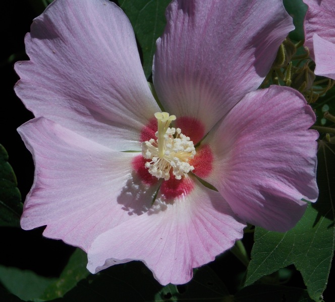 �������̖݂�