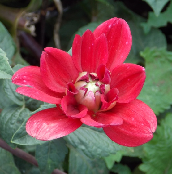 �������̖݂�