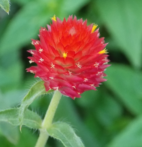 �������̖݂�