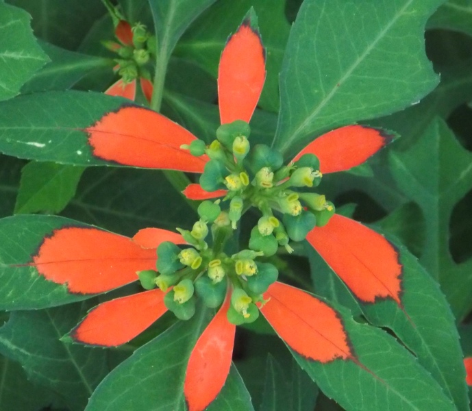 �������̖݂�