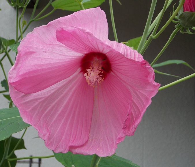 �������̖݂�