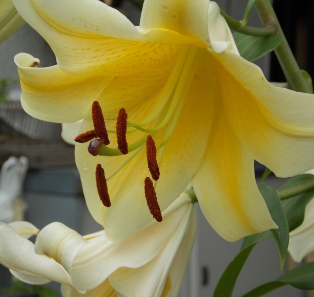 �������̖݂�