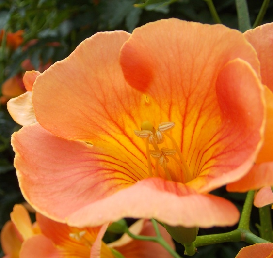 �������̖݂�