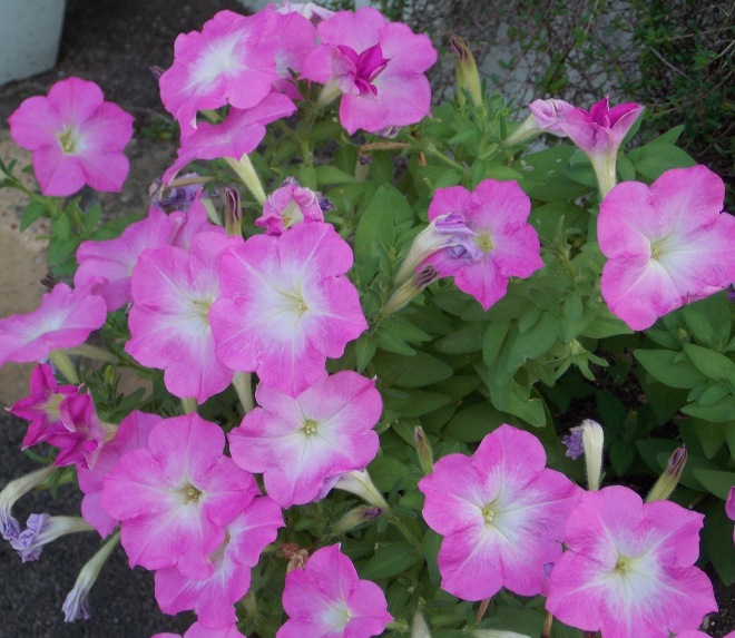 �������̖݂�