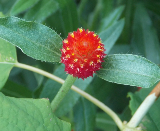 �������̖݂�