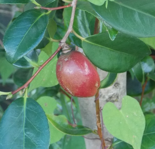 �������̖݂�