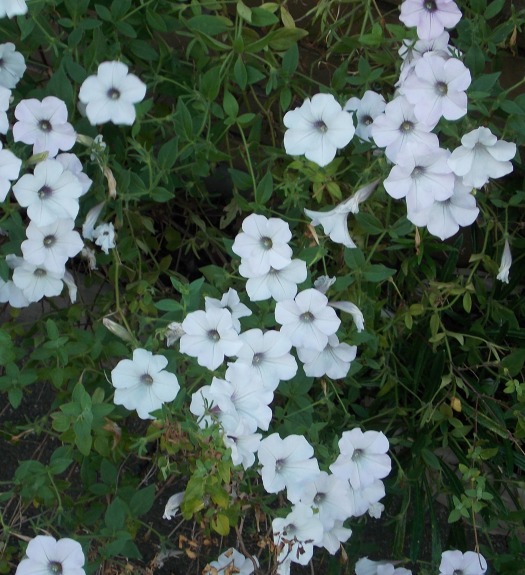 �������̖݂�