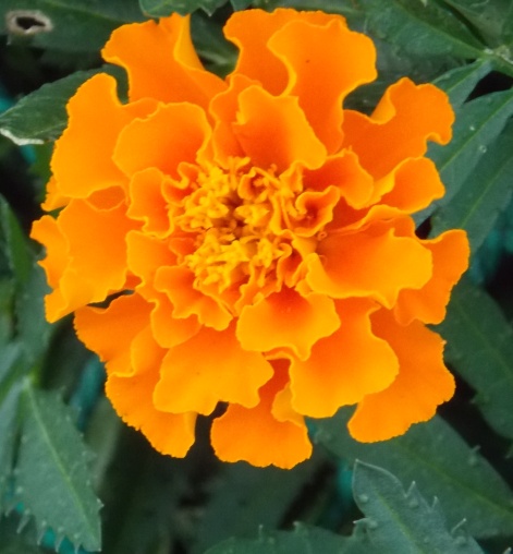 �������̖݂�