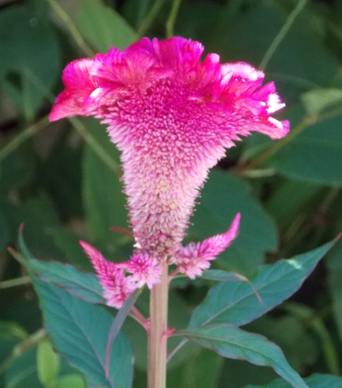 �������̖݂�